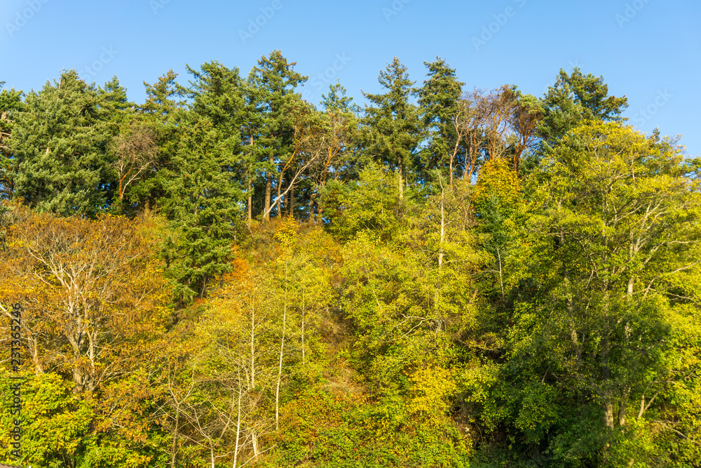 High Autumn Trees High Autumn Trees
