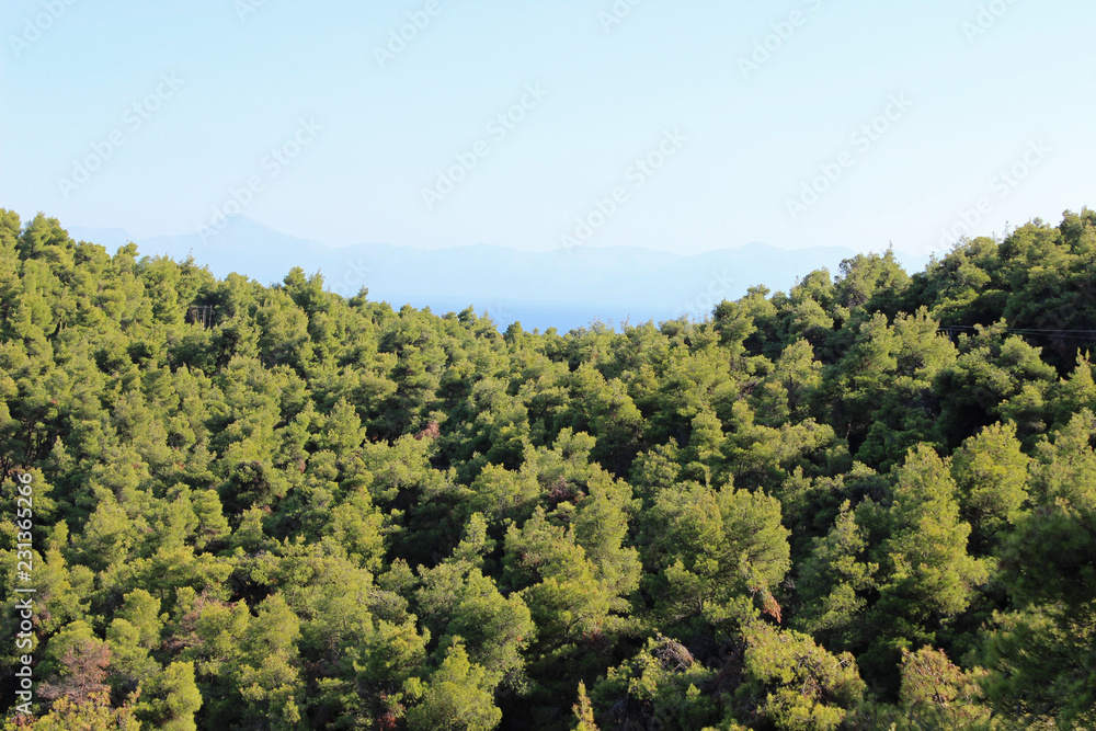 Mediterranean pine tree forest woods with sea on horizon Mediterranean pine tree forest woods with sea on horizon