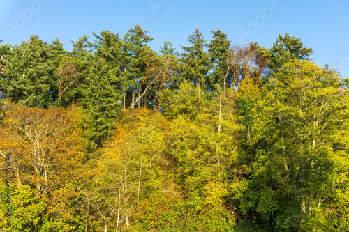 Fototapeta Naklejka Na Ścianę i Meble -  High Autumn Trees