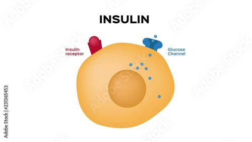 Insulin unlocks the cell's glucose channel animation graphic photo