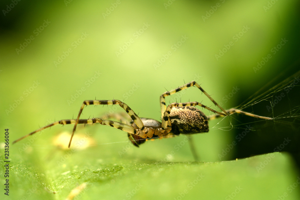 spider with long legs on green leave spider with long legs on green leave