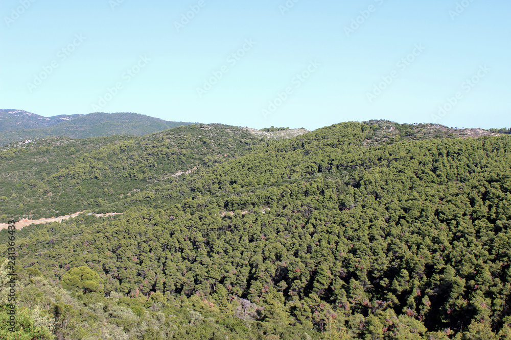 Mediterranean pine wood forest overview landscape