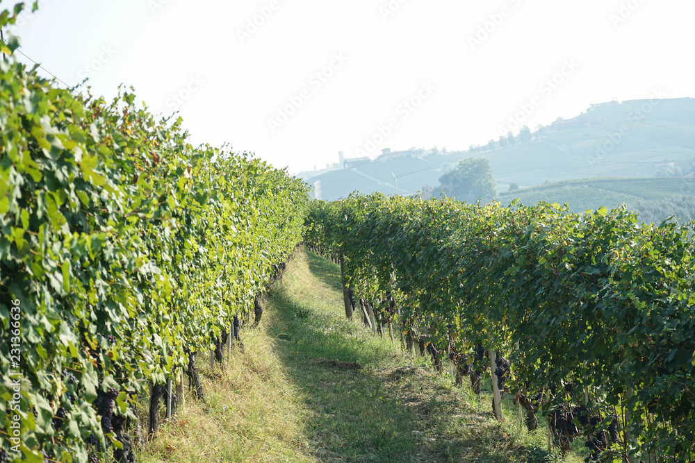 Harvesting of grapes in Barolo, Piedmont - Italy