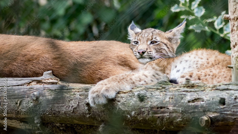 Obraz premium Bébé Lynx