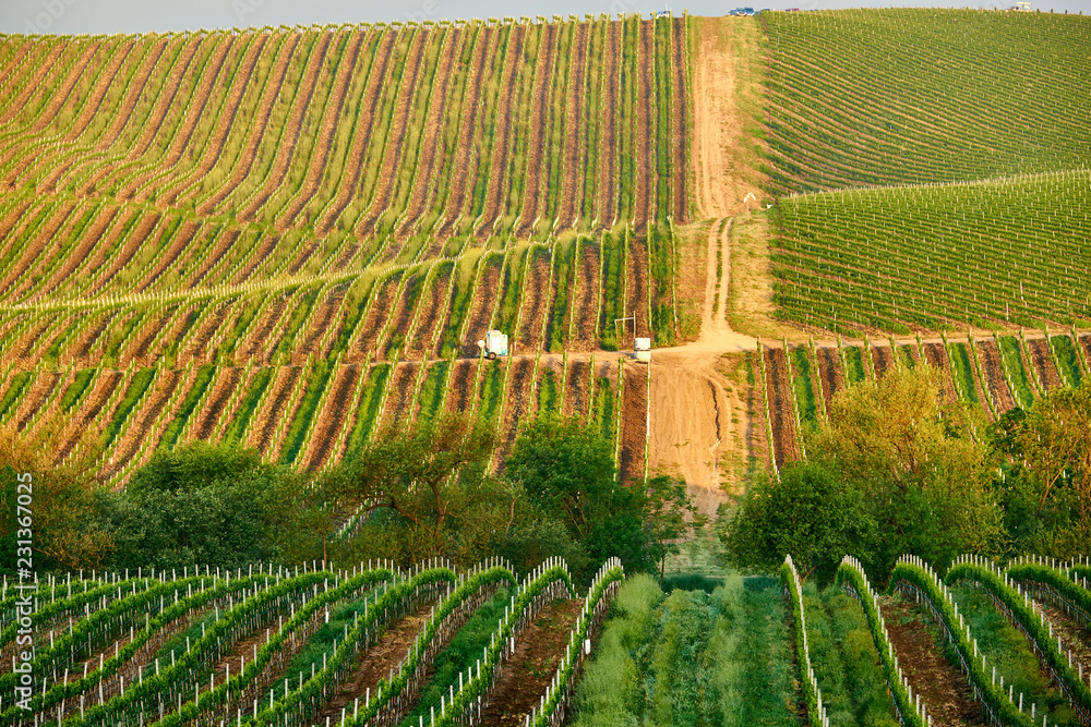 Fototapeta premium Vineyards in California, USA