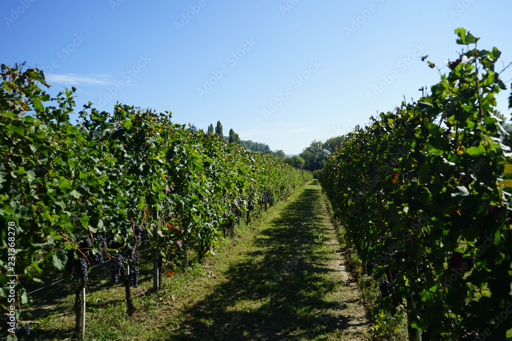 Vineyard near Serralunga d'Alba with bunches of Nebbiolo grapes ready for harvest in the Langhe, Piedmont - Italy