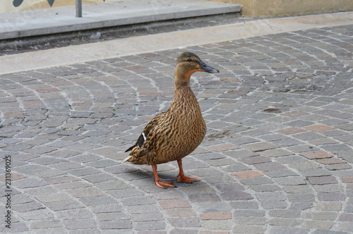 anatra a passeggio