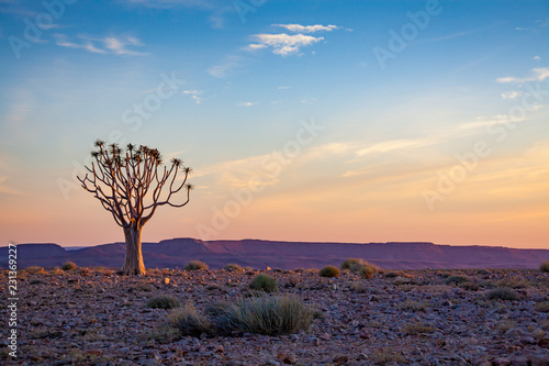 Kokerboom tree at a colorful sunset near Fish River Canyon Namibia