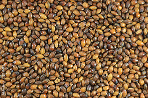 Top View of Brown Color Gradation of Roasted Barley for Making Japanese Roasted Barley Tea