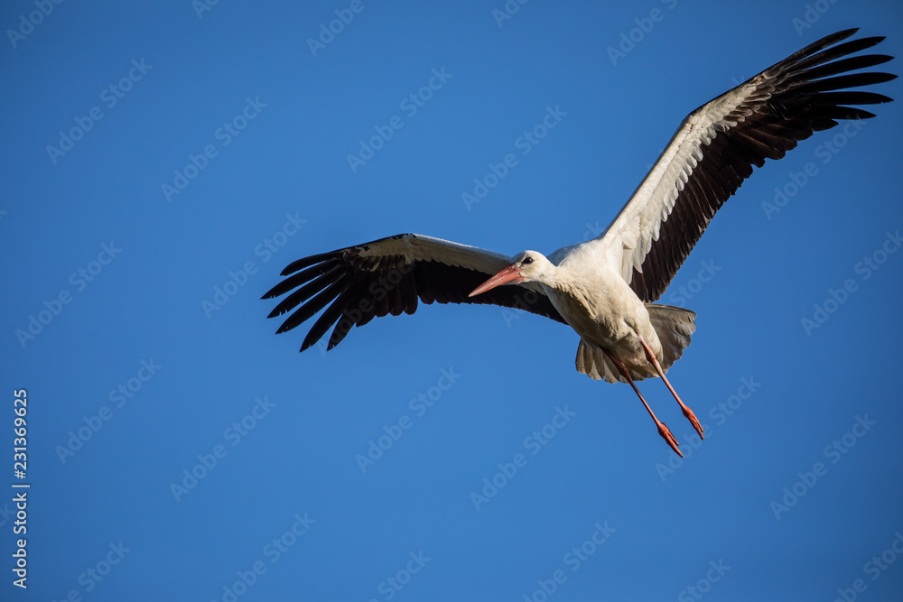 Elegant white stork (Ciconia ciconia) during the nesting season, busy taking care of his little ones Elegant white stork (Ciconia ciconia) during the nesting season, busy taking care of his little ones