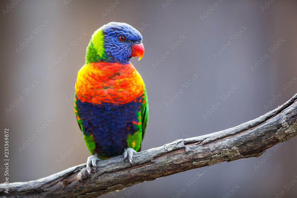 A pair of Lorikeet on a tree branch (Trichoglossus haematodus) A pair of Lorikeet on a tree branch (Trichoglossus haematodus)