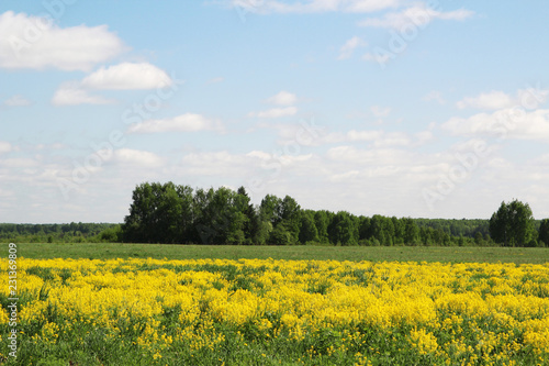 Field of rapeseed in Kostroma region  Russia