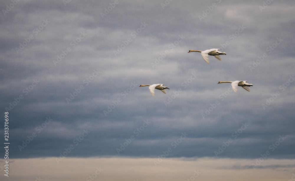Obraz premium three mute swans flying in the cloudy sky - Burgenland Austria