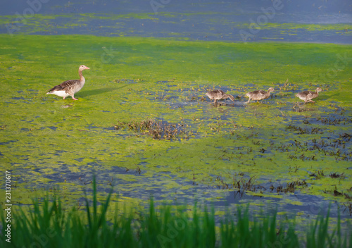 Canvastavla greylag goose and squabs waddling through a swampy lake and foraging - national