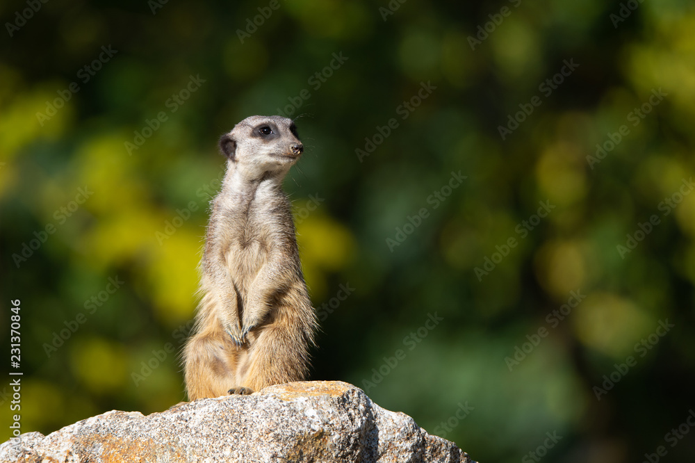 Fototapeta premium suricate with sandy snout on a stone sit up and beg on an autumnal colored bokeh background