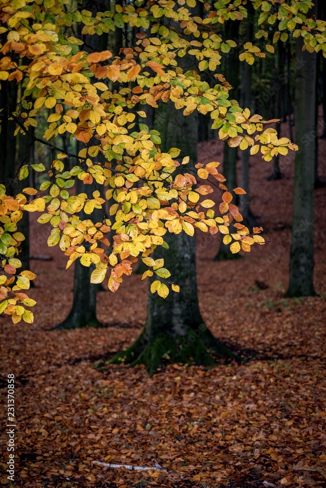 Naklejka premium Autumn tree