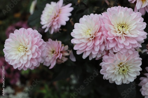 a beautiful pink, white dahlia flowers on a dark blurred background.