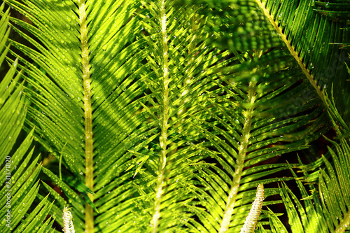 Tropical exsotic green palm leaves  close up