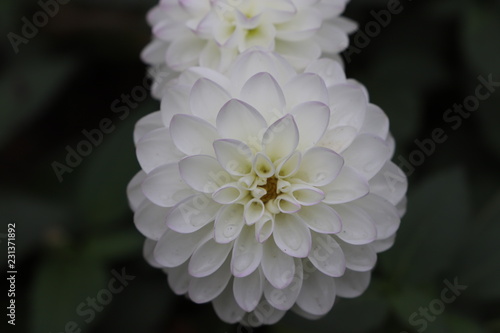 a beautiful white, pink dahlia flowers on a dark blurred background. 