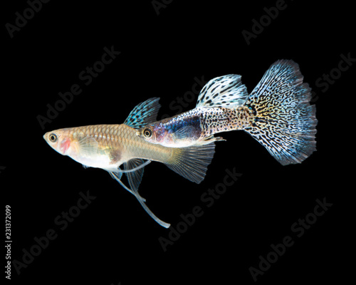 Metal Blue Grass Ribbon Fin guppy on isolated black background.