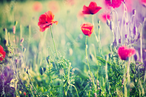 Fototapeta Naklejka Na Ścianę i Meble -  Flowers Red poppies blossom on wild field. Beautiful field red poppies with selective focus. Red poppies in soft light. Opium poppy. Natural drugs. Glade of red poppies. instagram filter,