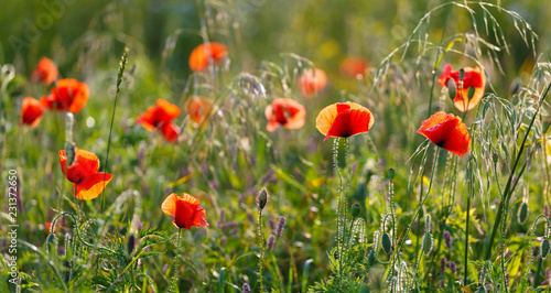 Fototapeta Naklejka Na Ścianę i Meble -  poppy flowers in the green field