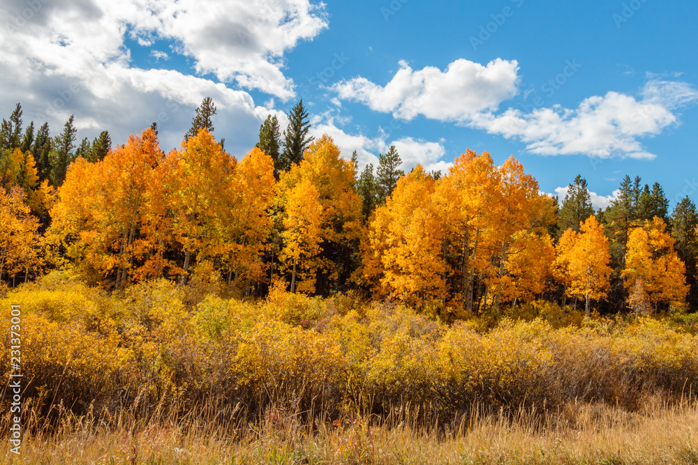 Fototapeta premium autumn landscape with yellow trees and blue sky