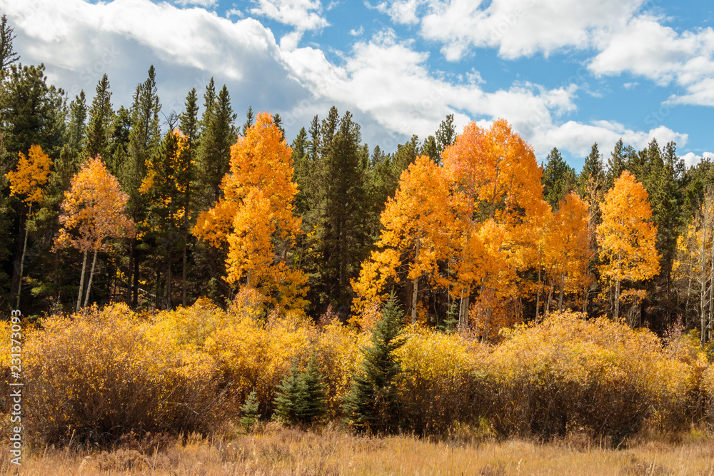 Fototapeta premium autumn landscape with trees and blue sky