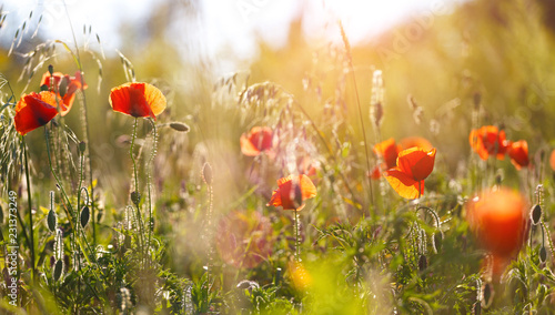 Fototapeta Naklejka Na Ścianę i Meble -  poppy flowers in the green field
