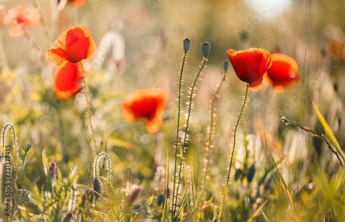 Fototapeta Naklejka Na Ścianę i Meble -  amazing red flowers of poppy on sky background. copy spase. closeup. small depth of field. original creative image. Retro and vintage style