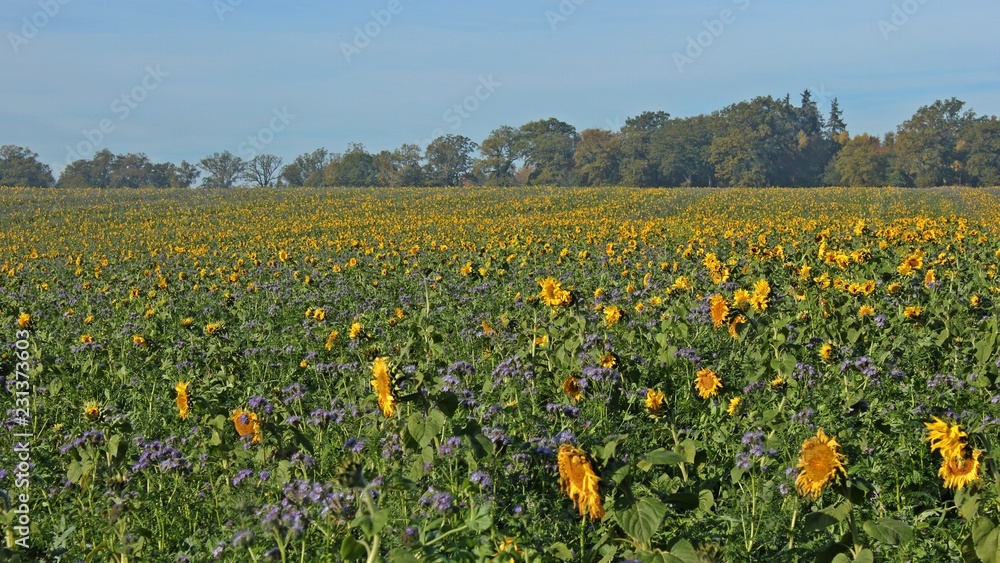 Sonnenblumenfeld mit Phacelia im herbstlichen Reinhardswald

