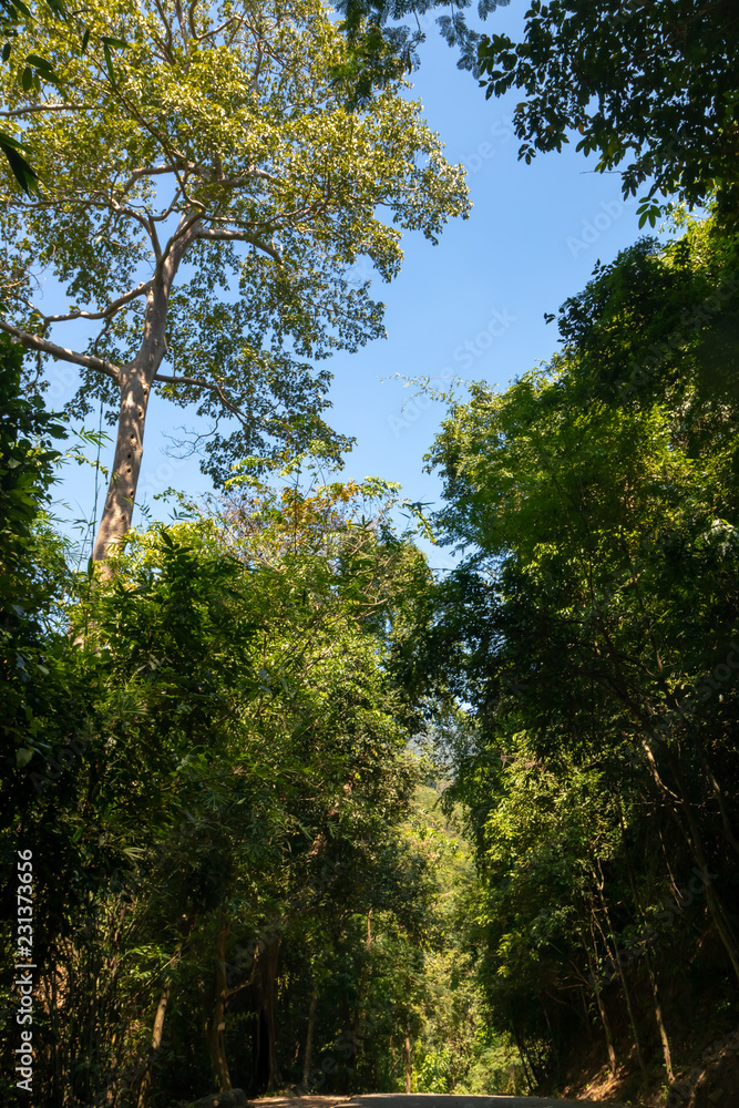 Obraz premium trees in the forest