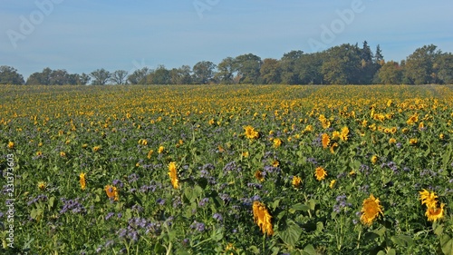 Fototapeta Naklejka Na Ścianę i Meble -  Sonnenblumenfeld mit Phacelia im herbstlichen Reinhardswald
