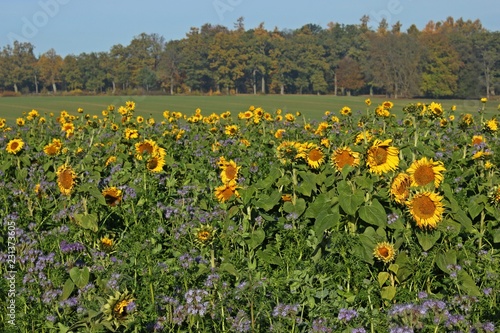 Fototapeta Naklejka Na Ścianę i Meble -  Sonnenblumenfeld mit Phacelia im herbstlichen Reinhardswald
