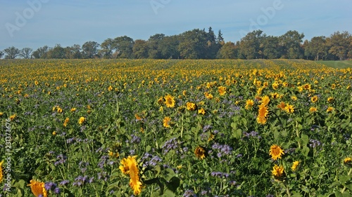 Fototapeta Naklejka Na Ścianę i Meble -  Sonnenblumenfeld mit Phacelia im herbstlichen Reinhardswald
