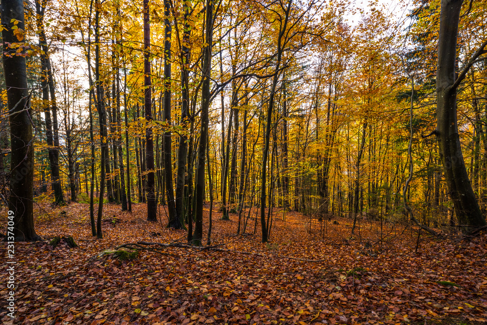 Colorful Autumn Wood