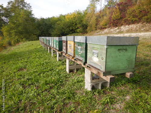 Apiary in a meadow in the Langhe, Piedmont - Italy