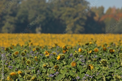 Fototapeta Naklejka Na Ścianę i Meble -  Sonnenblumenfeld mit Phacelia im herbstlichen Reinhardswald
