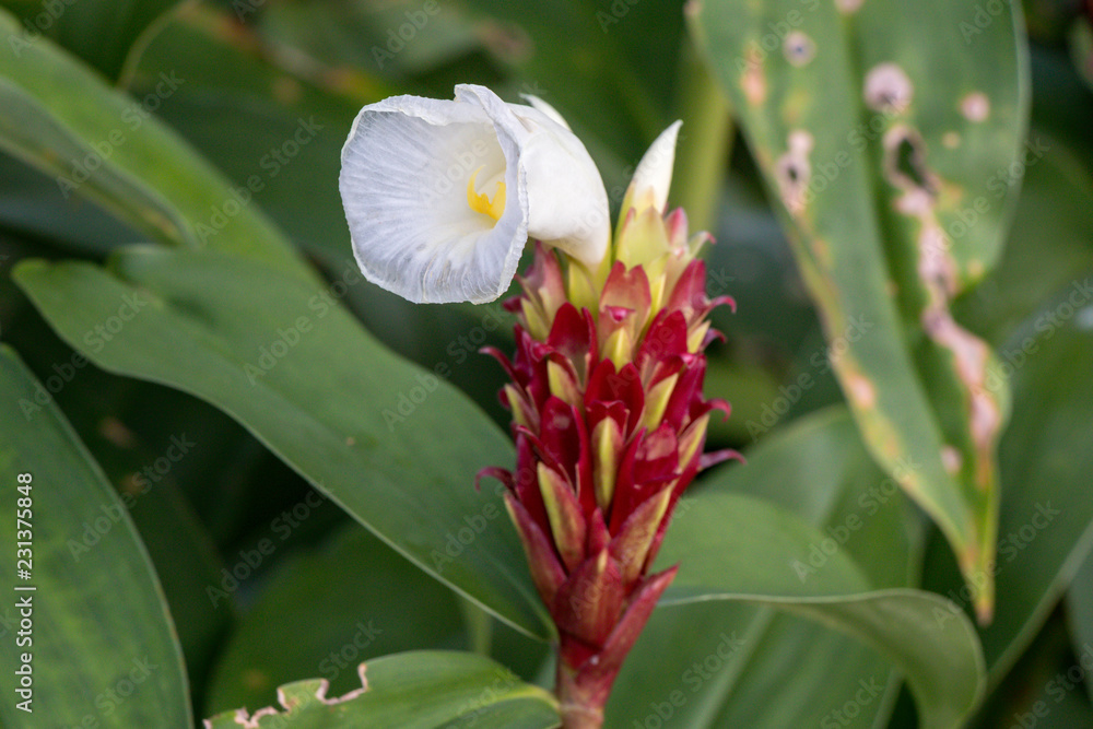 Cheilocostus speciosus flower or Crape Ginger.Family name Costaceae (Spiral Ginger) A colorful blooming Crape Ginger flower in the garden. Cheilocostus speciosus flower or Crape Ginger.Family name Costaceae (Spiral Ginger) A colorful blooming Crape Ginger flower in the garden.