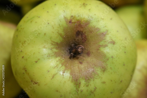 Collected pippin apples (Photo macro)
