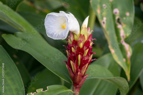 Cheilocostus speciosus flower or Crape Ginger.Family name Costaceae (Spiral Ginger) A colorful blooming Crape Ginger flower in the garden.