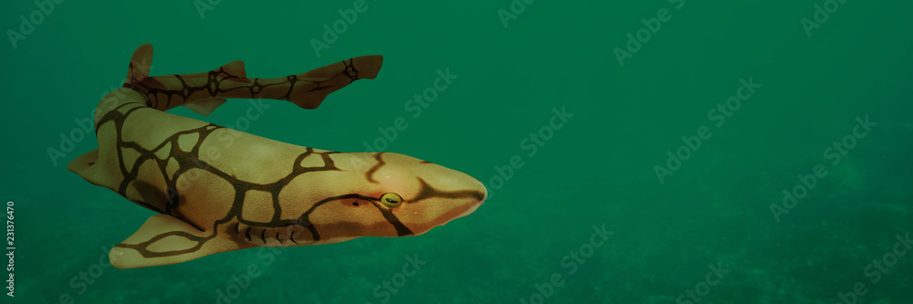 Fototapeta premium chain catshark (Scyliorhinus retifer) a small biofluorescent and reticulated shark in open water