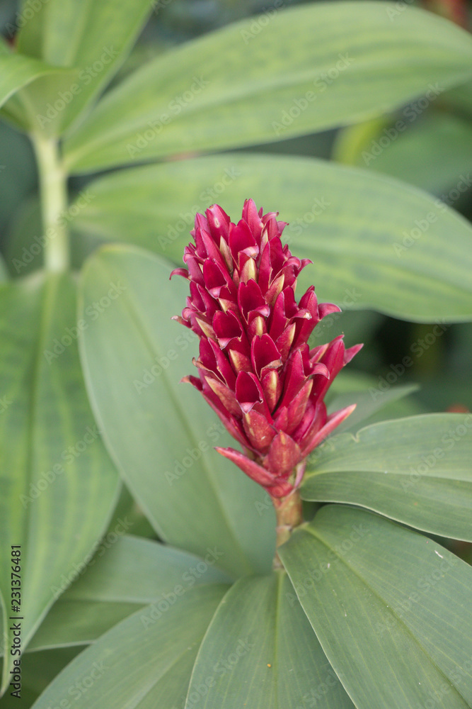 Obraz premium Cheilocostus speciosus flower or Crape Ginger.Family name Costaceae (Spiral Ginger) A colorful blooming Crape Ginger flower in the garden.