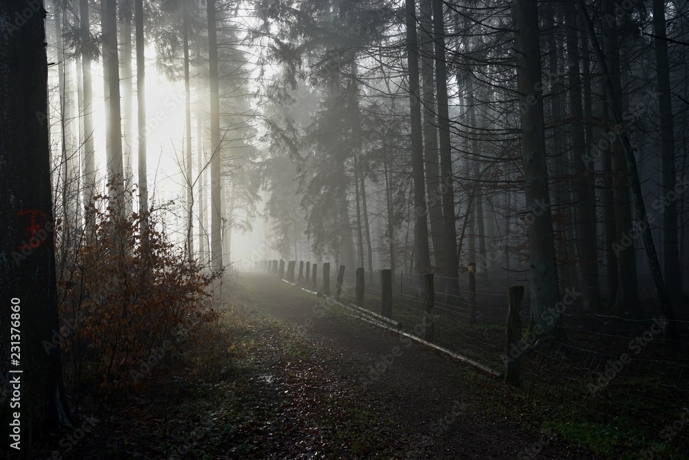 Obraz premium Nebelwald mit Zaun