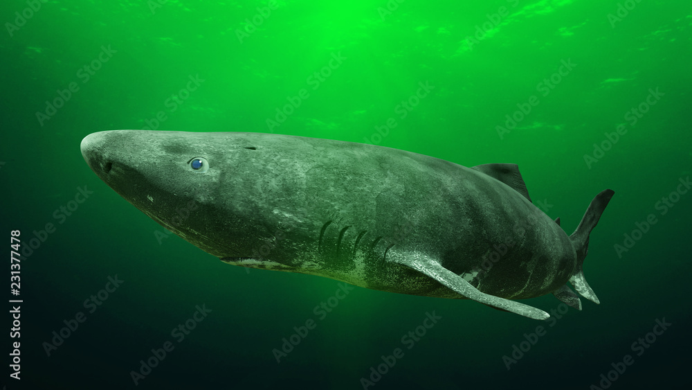 Obraz premium Rekin grenlandzki przy dnie oceanu, Somniosus microcephalus - rekin o najdłuższej znanej długości życia ze wszystkich gatunków kręgowców