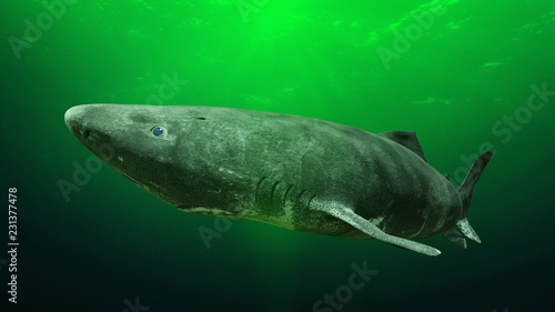 Greenland shark near the ocean ground, Somniosus microcephalus - shark with the longest known lifespan of all vertebrate species