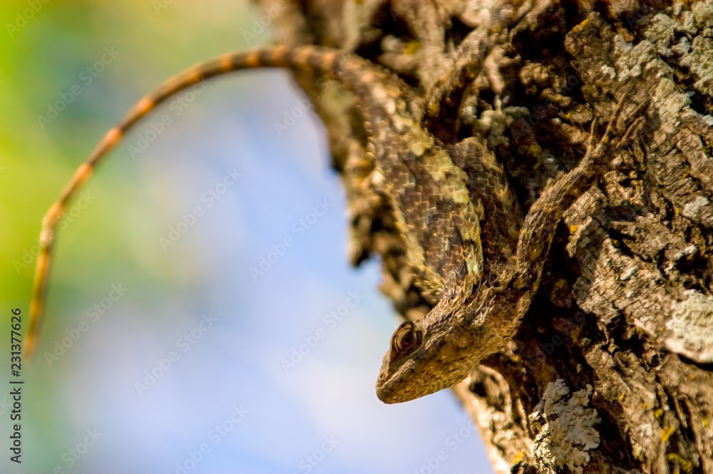 Obraz premium Texas Spiny Lizard