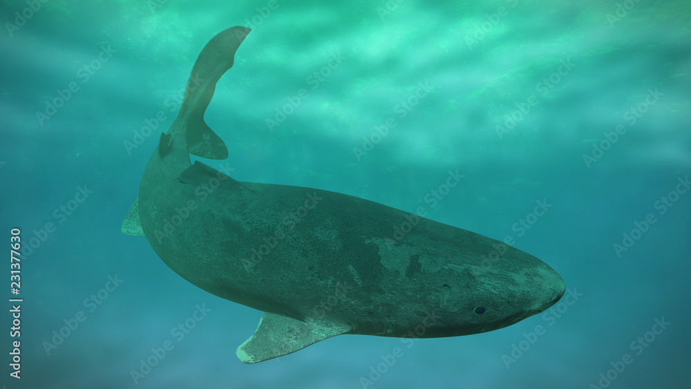 Fototapeta premium Greenland shark swimming, Somniosus microcephalus, deep sea shark species