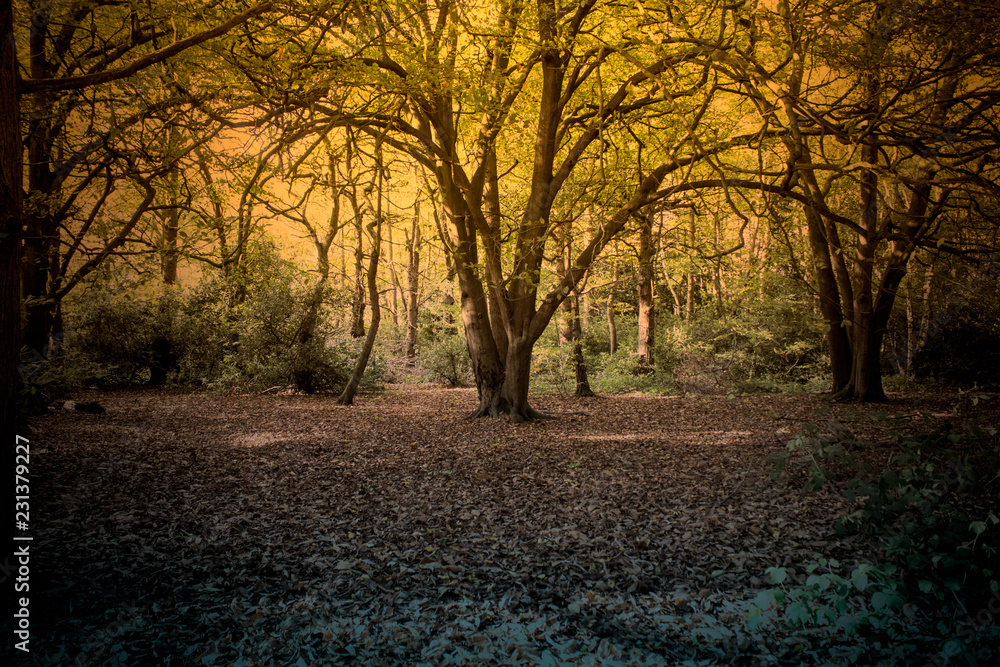 Fototapeta premium Dramatic tree