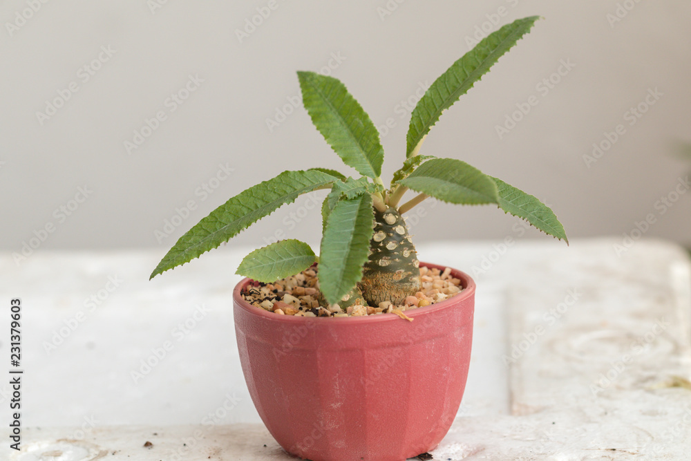 Close up Dorstenia Foetida, a succulent plant in a pot. Close up Dorstenia Foetida, a succulent plant in a pot.